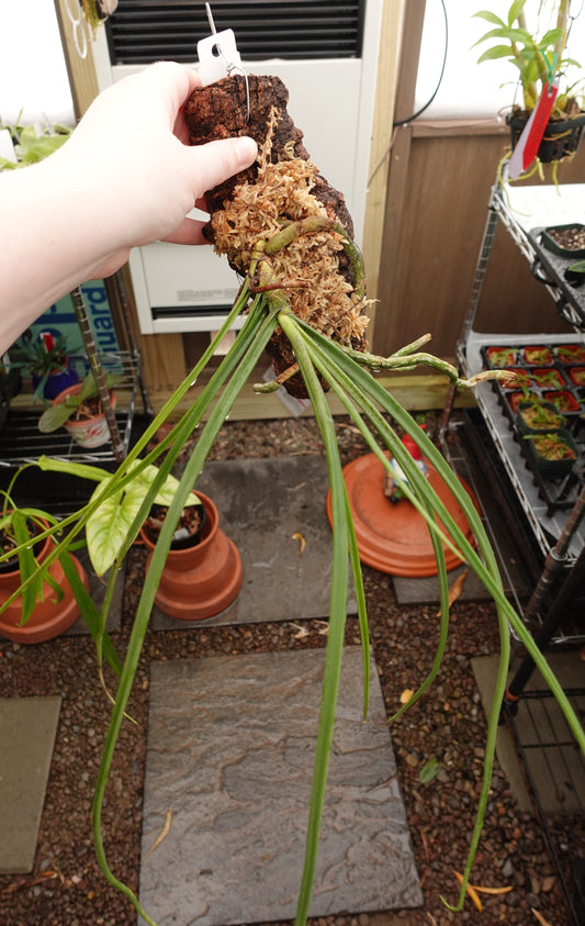 Holcoglossum subulifolium