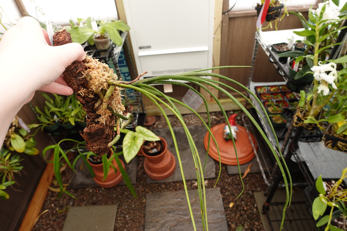 Holcoglossum subulifolium