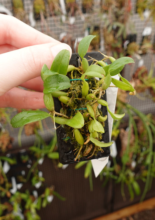 Bulbophyllum odoratissimum (syn. congestum)