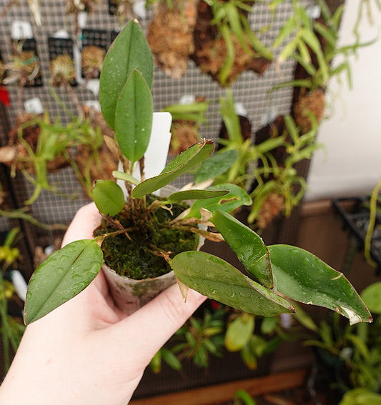 Restrepia elegans 'Pink'