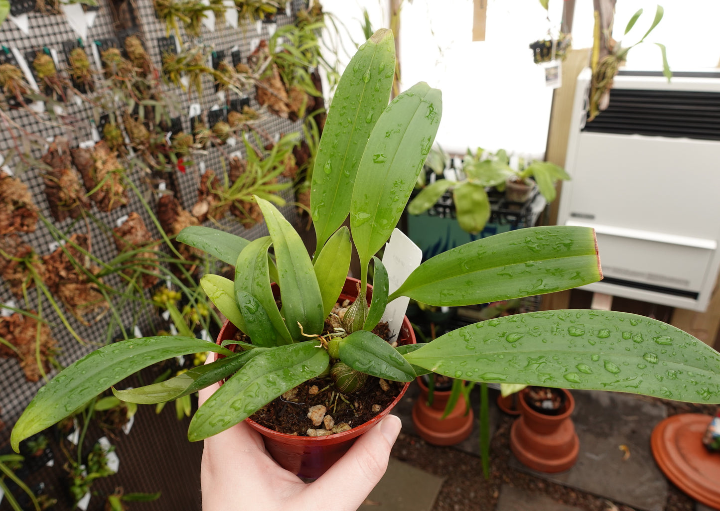 Bulbophyllum facetum