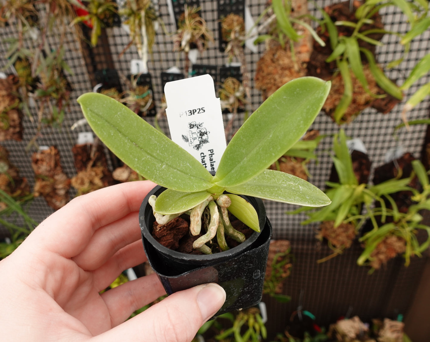 Phalaenopsis cornu cervi var. Chattaladae 'Orchidgrove' x self
