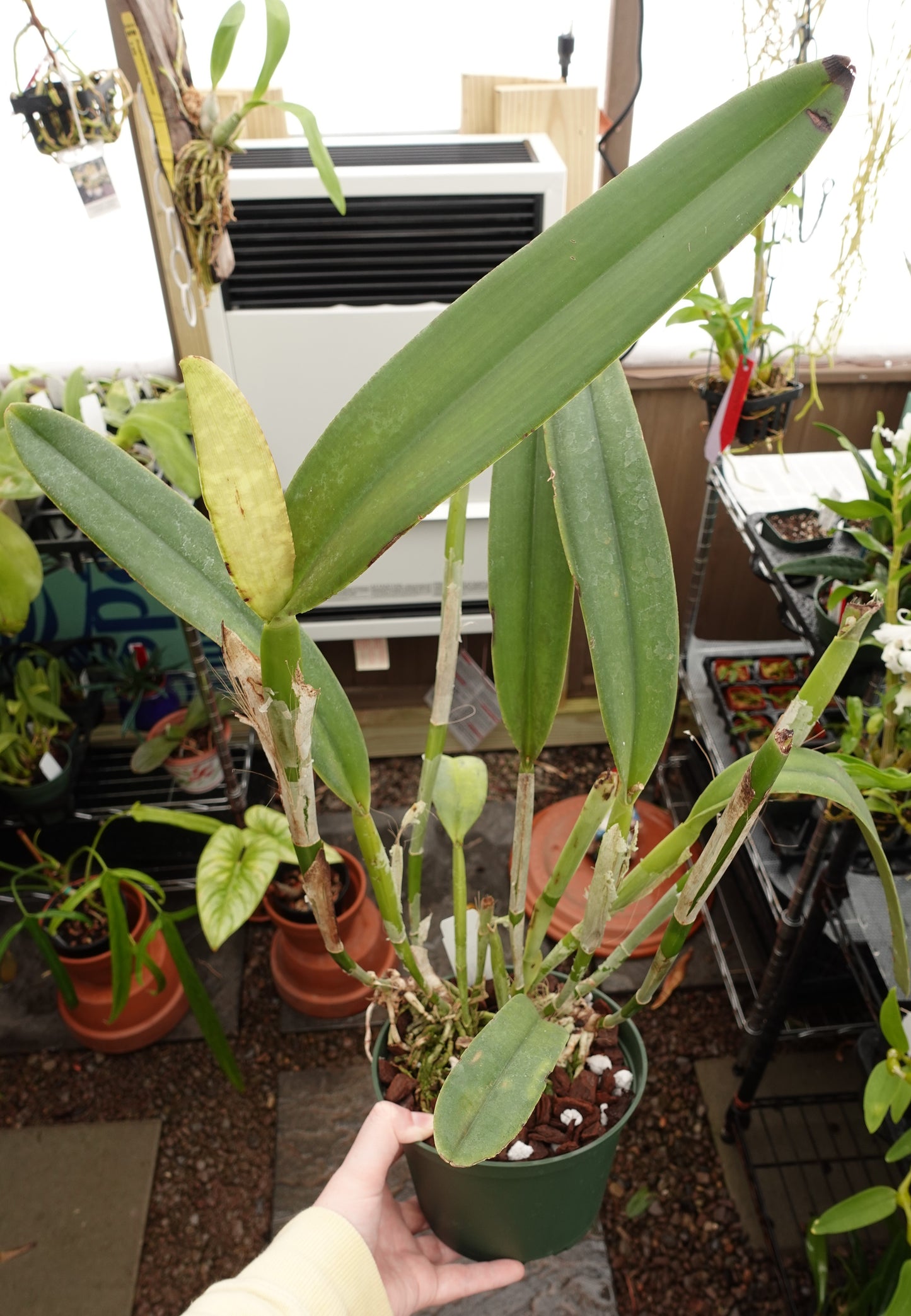 Cattleya maxima f. coerulea 'Gigi' x ('Angelo' x 'Scott')
