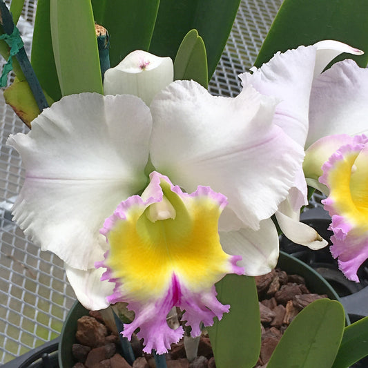 Rlc. Heavenly Sweet 'Volcano Queen'