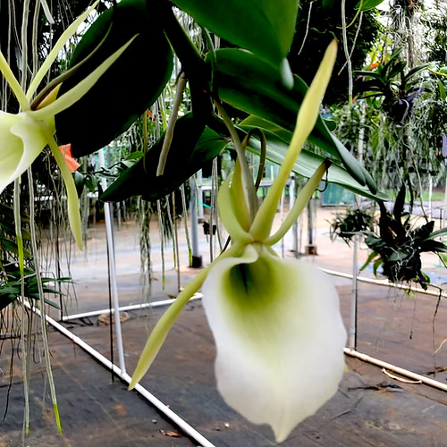 Angcm. infundibulare