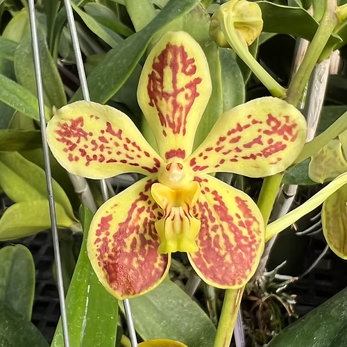 Vanda Arjuna x Sandra Gail Hatos