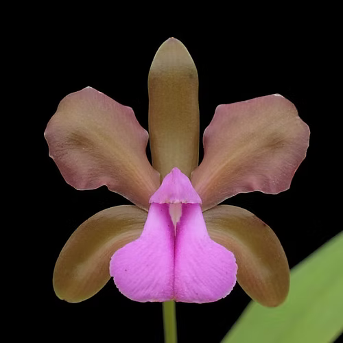C. bicolor subsp. brasiliensis 'J.Neto' x sib.