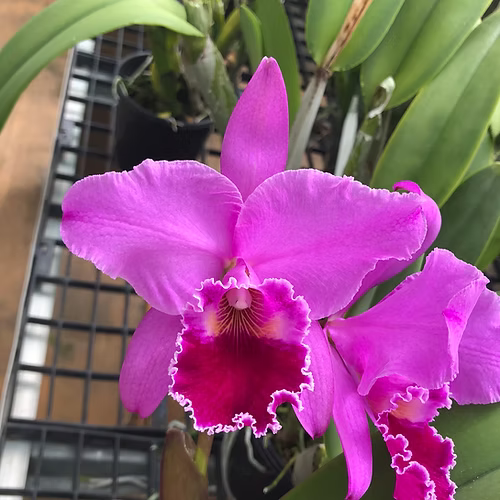 C. labiata rubra 'l.a. Burzell' am/aos x C. labiata f. rubra 'claire' am/aos