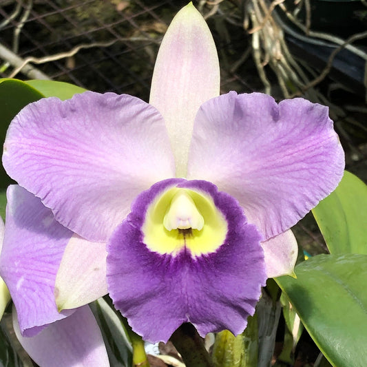 C. Cosmo-Roebling 'Volcano Queen'