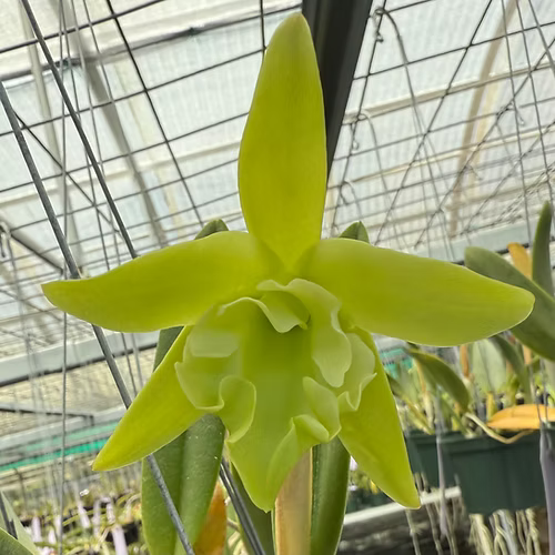 Rl. glauca alba 'Japan'