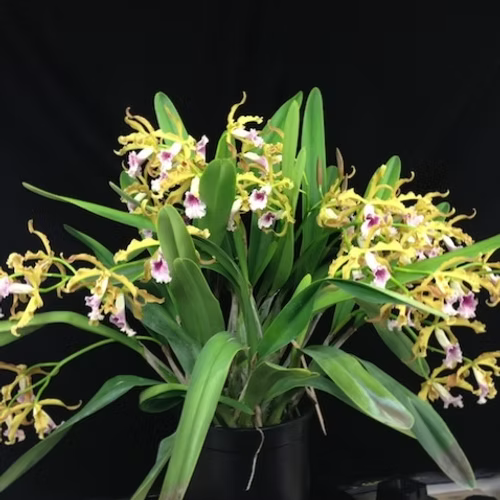 C. grandis 'Valley Isle' x self