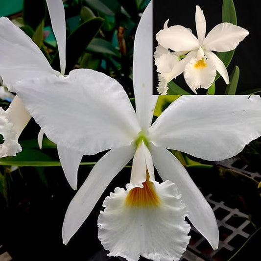 C. jenmanii alba 'XXXX' x C. jenmanii alba 'Snow Summit'