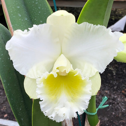 Rlc. Kona Beauty 'White'
