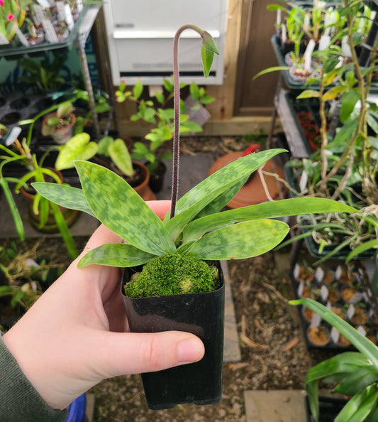Paphiopedilum appletonianum