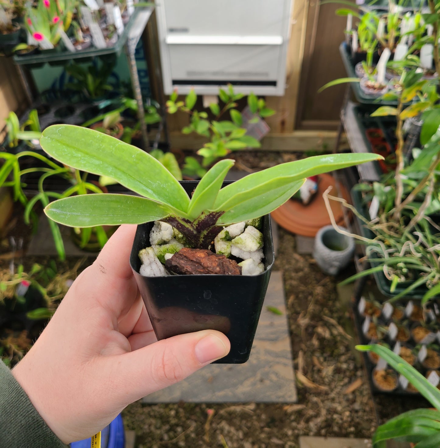 Paphiopedilum charlesworthii ‘Haley Suzanne’ x sib ('Red Wings' x 'Ruby Red')