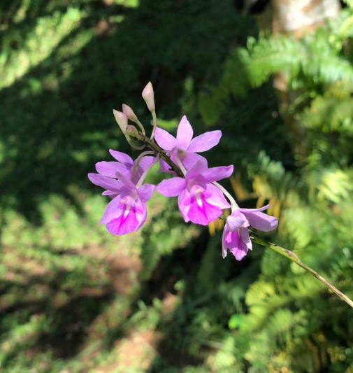 Pseudolaelia irwiniana (syn. blahae)