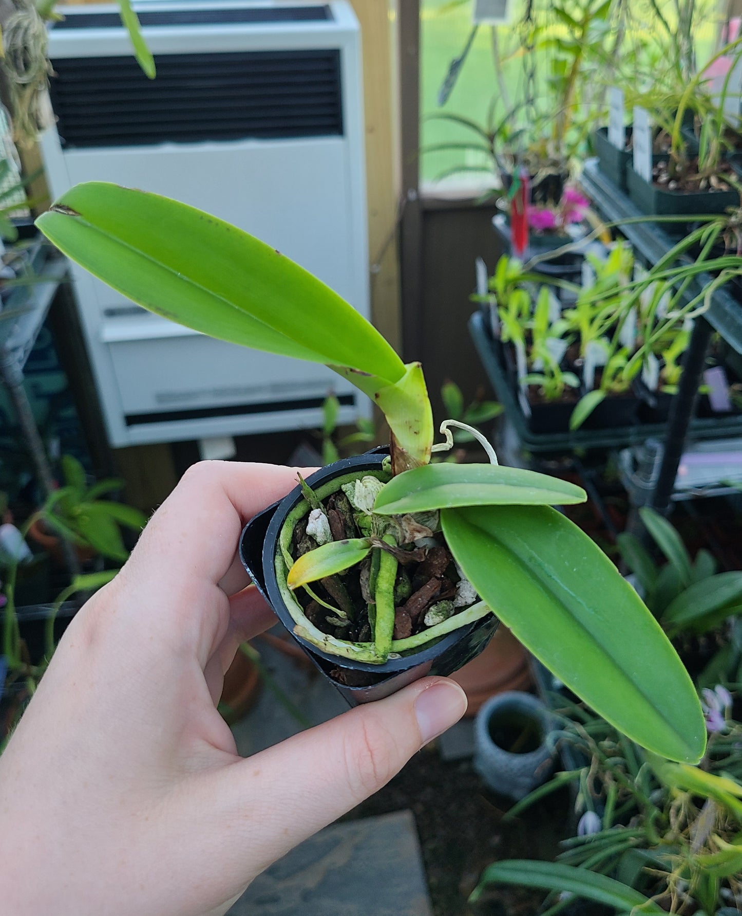 Cattleya maxima semi-alba 'Monolo' AM/AOS x self