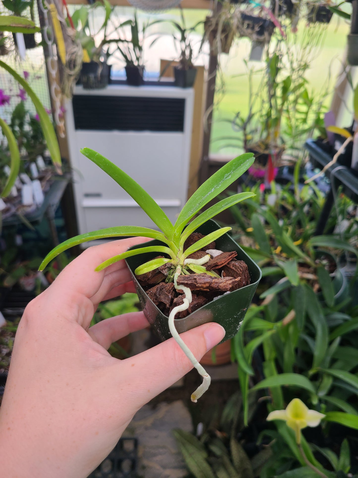 Vanda lamellata x Rhynchostylis coelestis f. alba