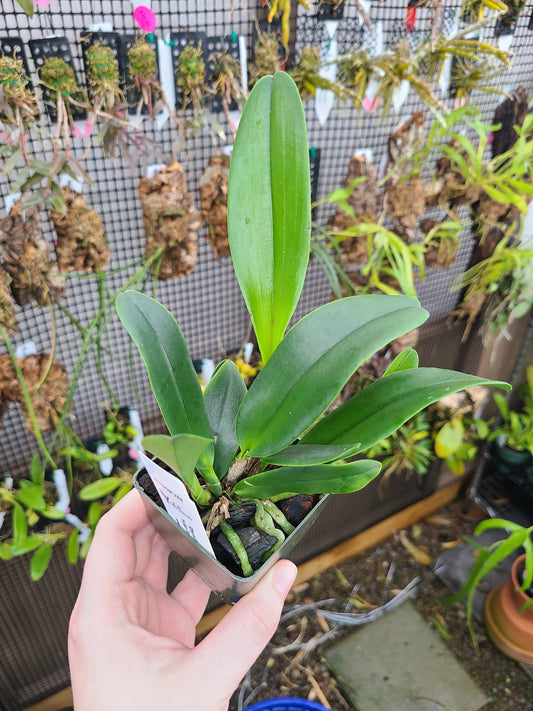 Rhyncholaeliocattleya Yuko Ito 'Volcano Queen'