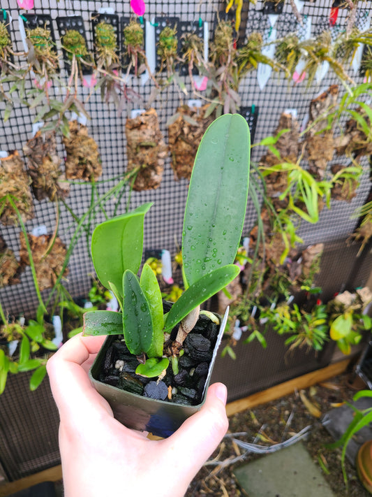 Rhyncholaeliocattleya Kyoko Minami 'Volcano Pink'