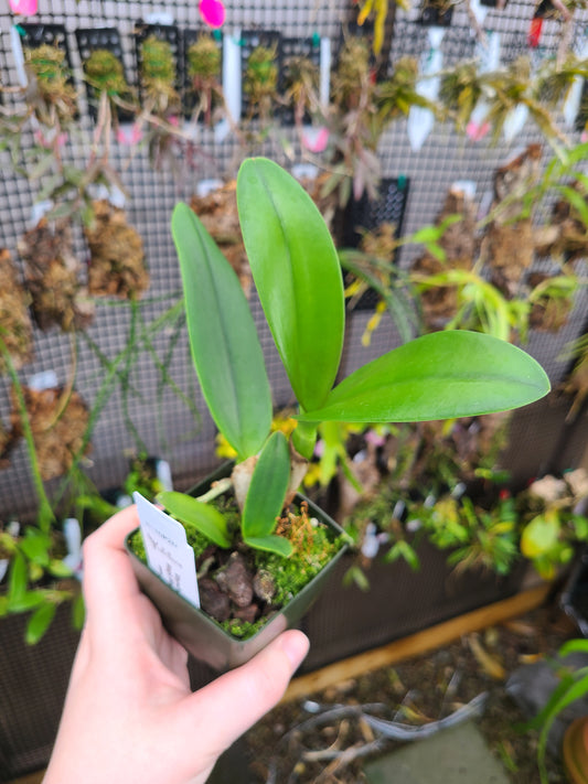 Rhyncholaeliocattleya Magic Meadow 'Napoleon'