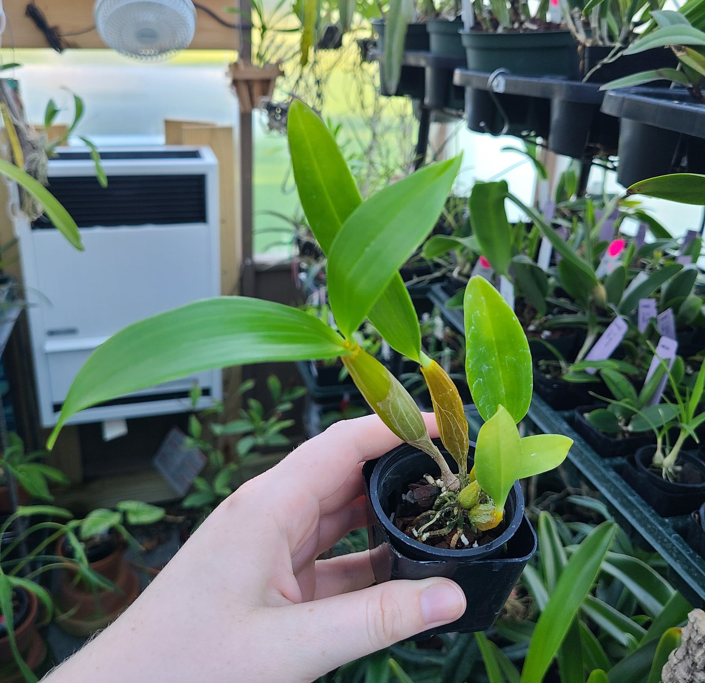 Dendrobium Roy Tokunaga