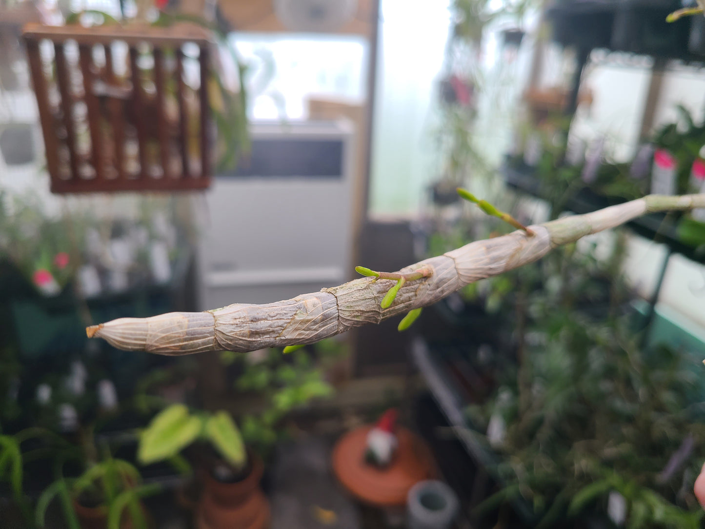 Dendrobium unicum