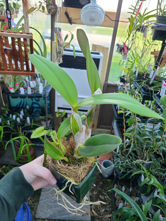 Brassolaeliocattleya Lia's Dream