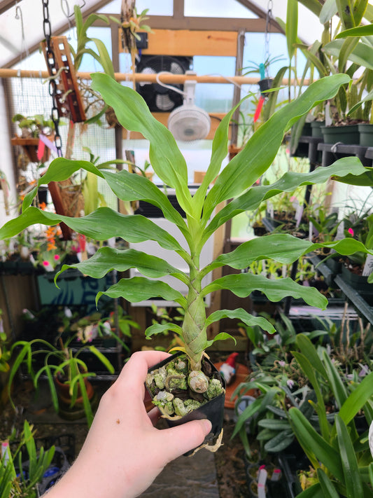 Chysis limminghei 'Valley Isle’ x sib