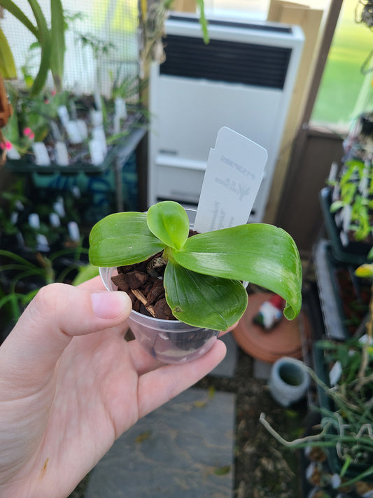 Phalaenopsis bellina 'Raingreen's Pink'