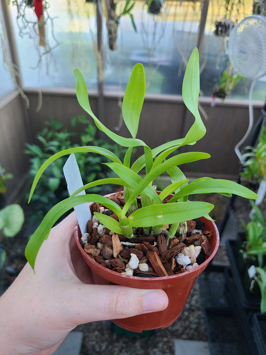 Dendrobium albosanguineum
