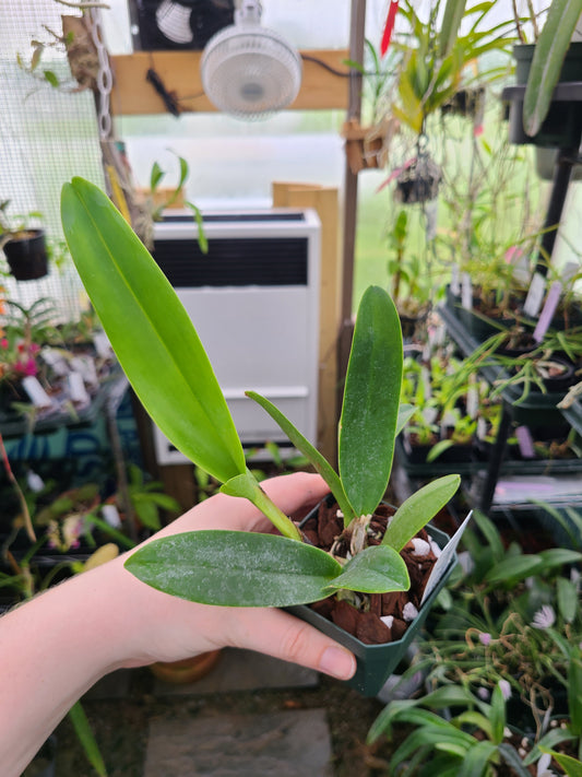 Cattleya jenmanii alba 'XXXX' x 'Snow Summit'