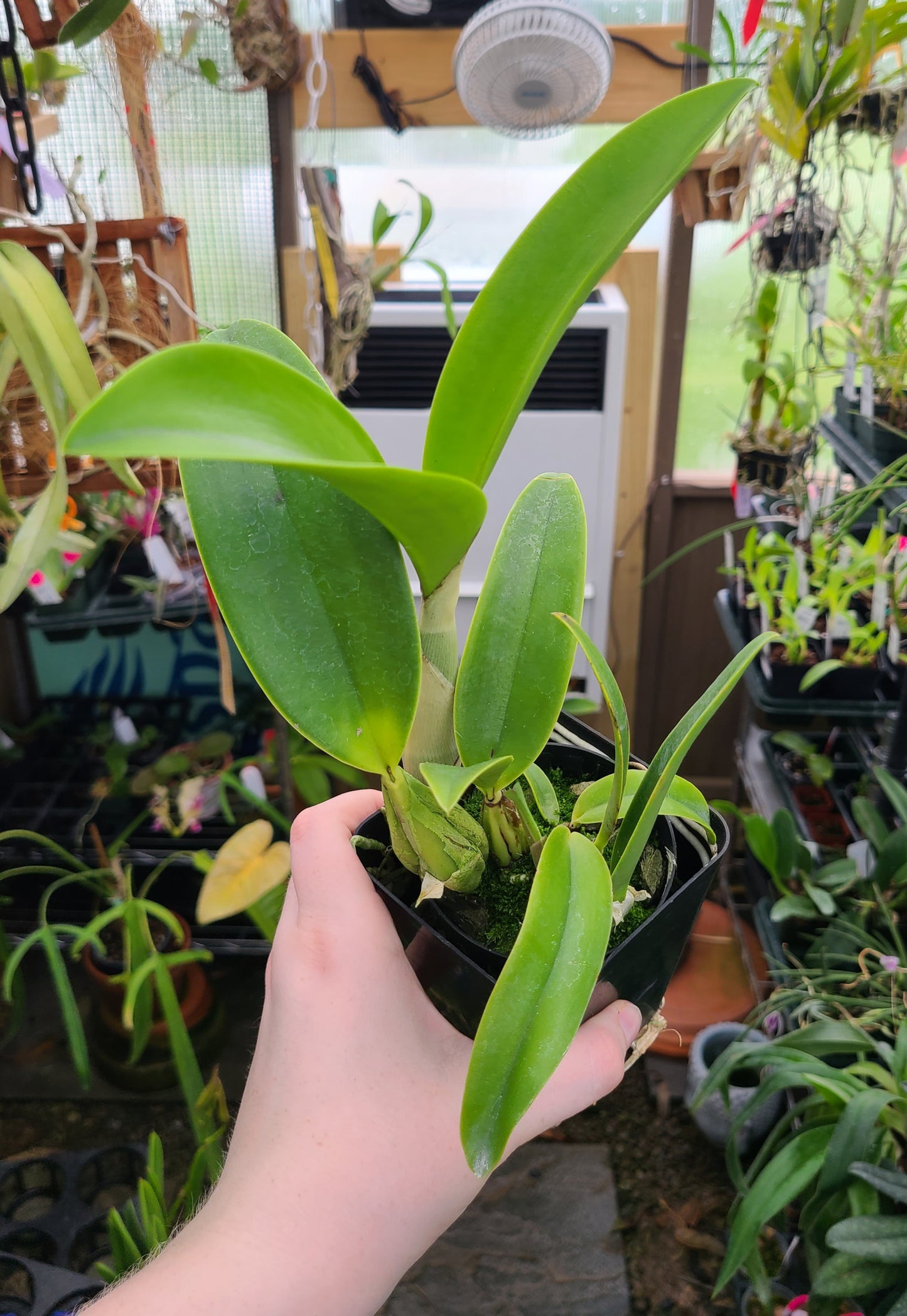 Laeliocattleya Vigour Nobiceps