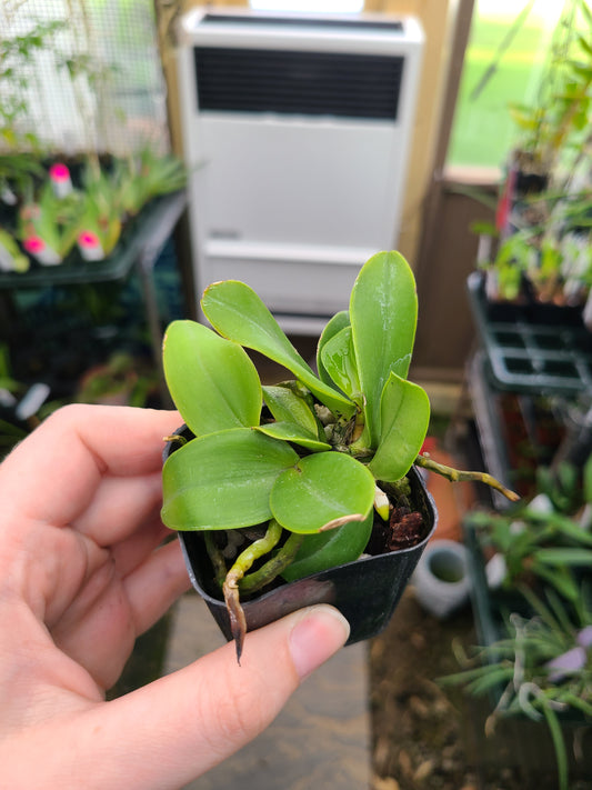 Cattleya amethystoglossa alba 'Maui Treasure' x self