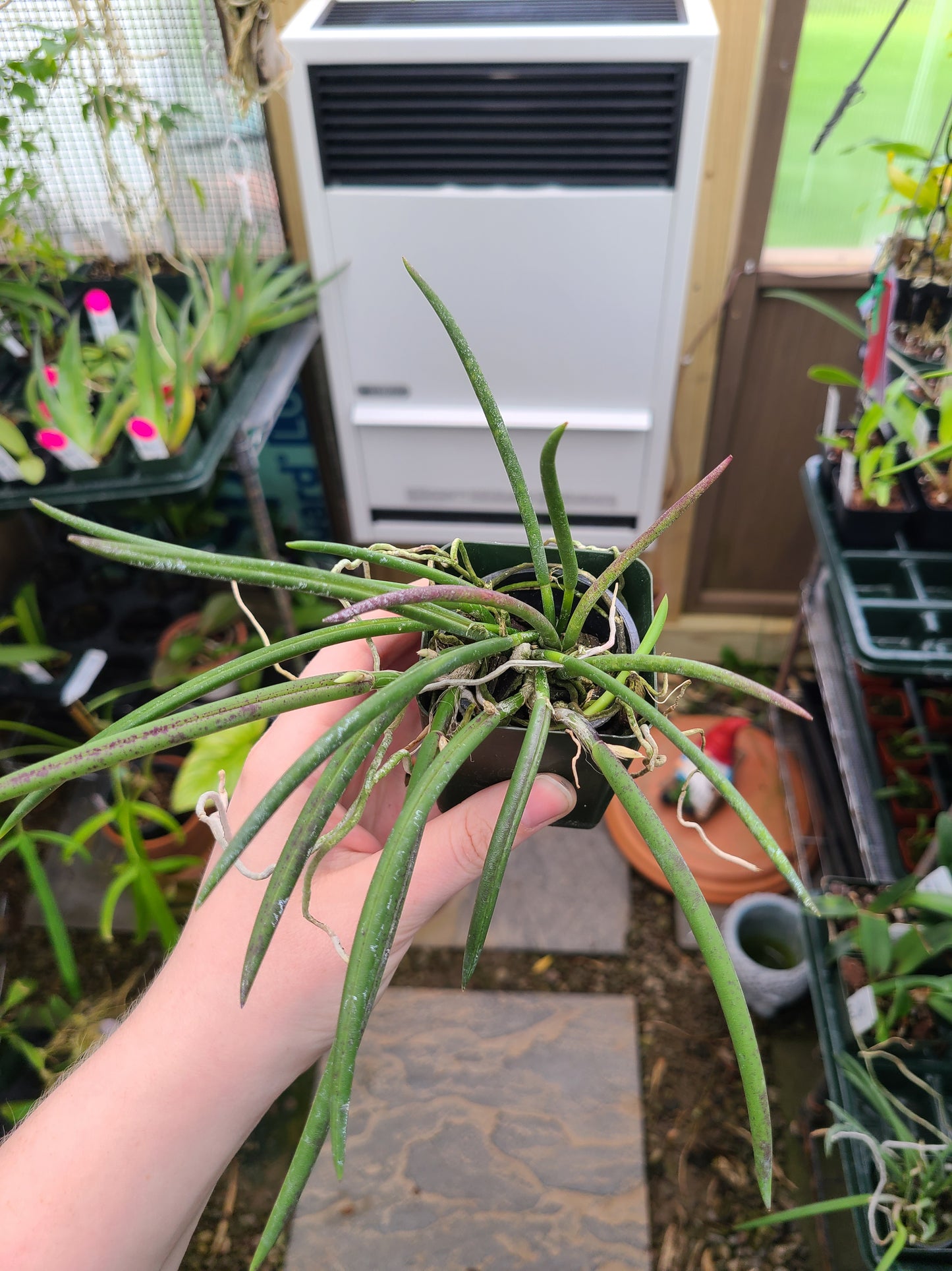 Leptotes pohlitinocoi 'Pauwela'