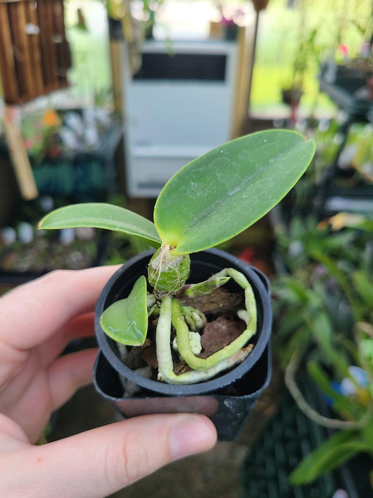 Cattleya walkeriana 'Kula' 4N x 'Pauwela' 4N
