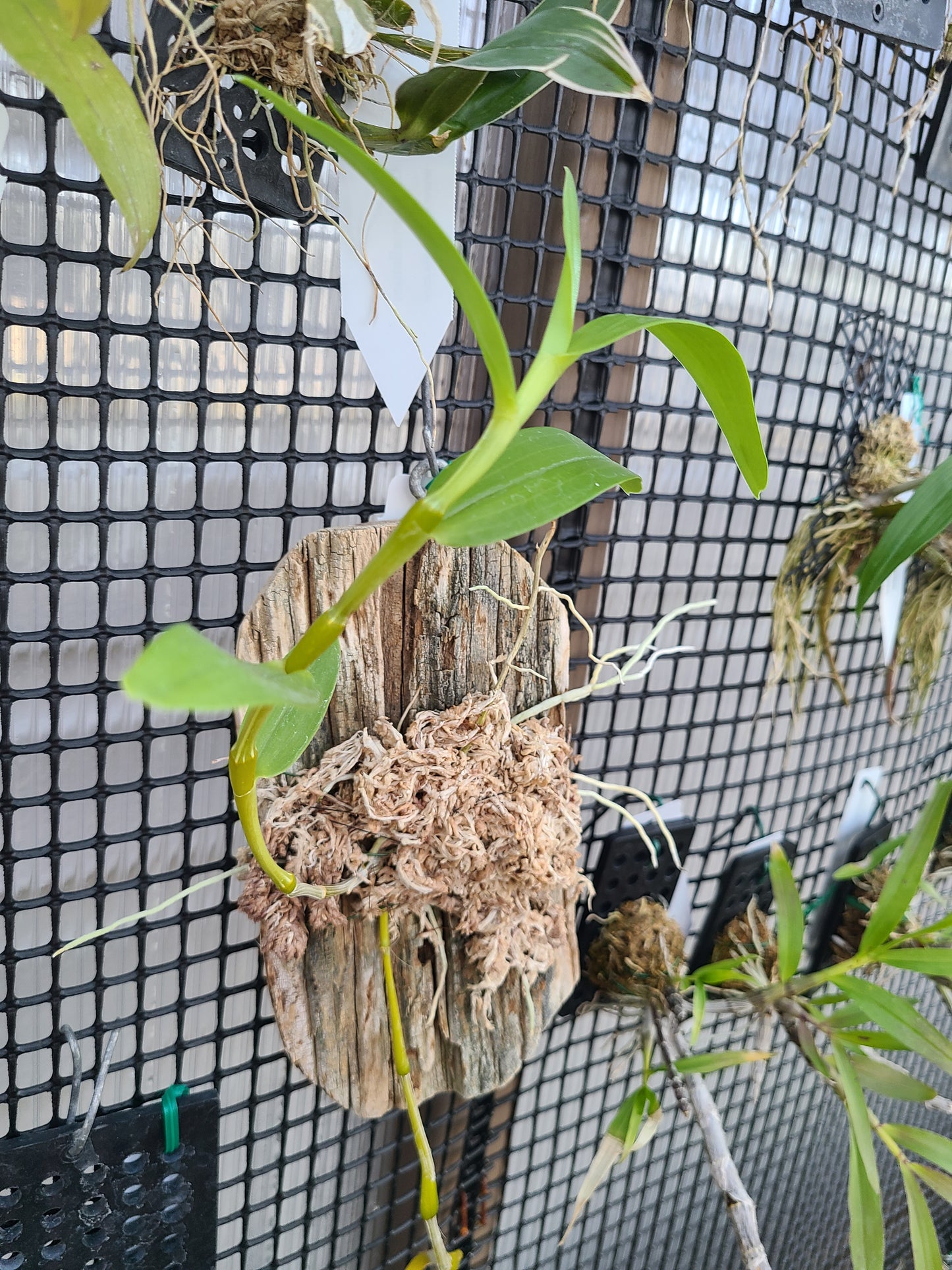 Dendrobium findlayanum