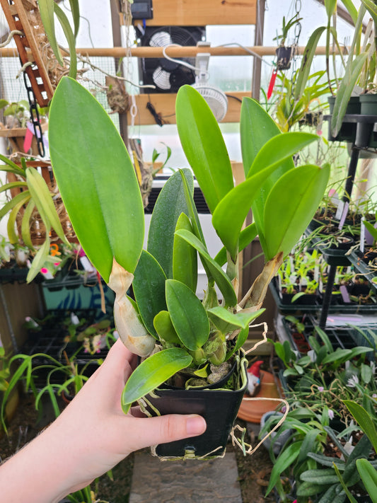 Laeliocattleya Vigour Nobiceps