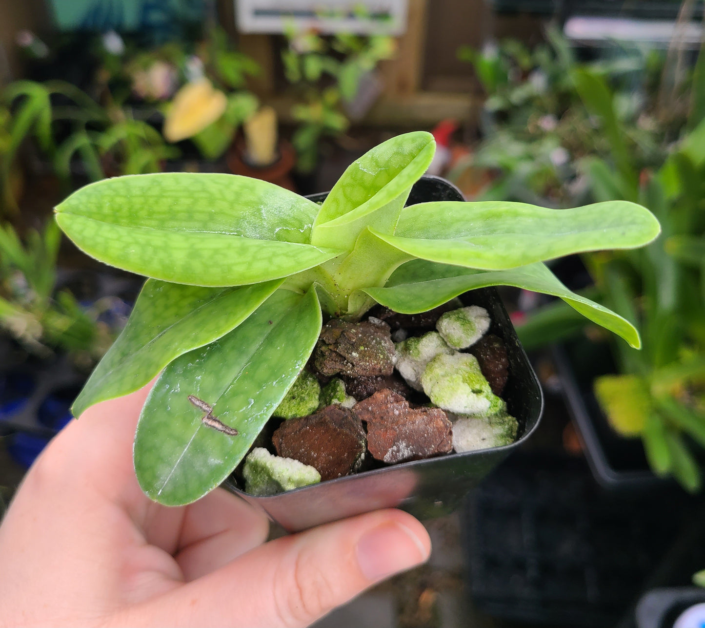 Paphiopedilum Black Diamond