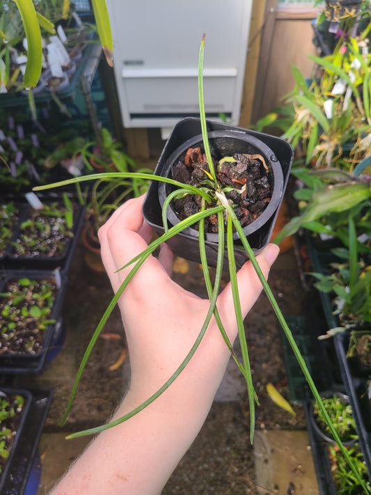 Brassavola cucullata