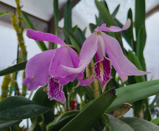 Cattleya maxima 'La Churonita'