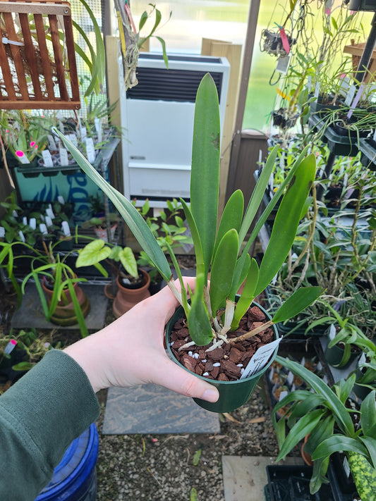 Rhyncholaeliocattleya Donna Kimura x Brassavola nodosa