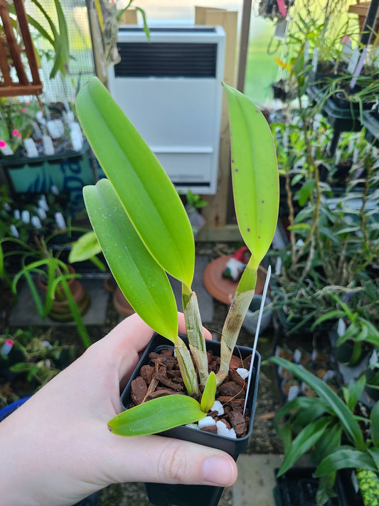 Cattleya lueddemanniana