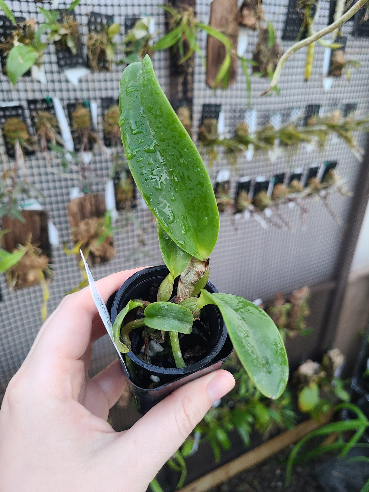 Cattleya labiata rubra 'L.A. Burzell' AM/AOS x 'Claire' AM/AOS