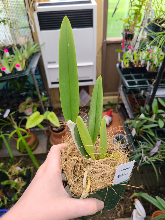 Brassocattleya Valencia Beauty