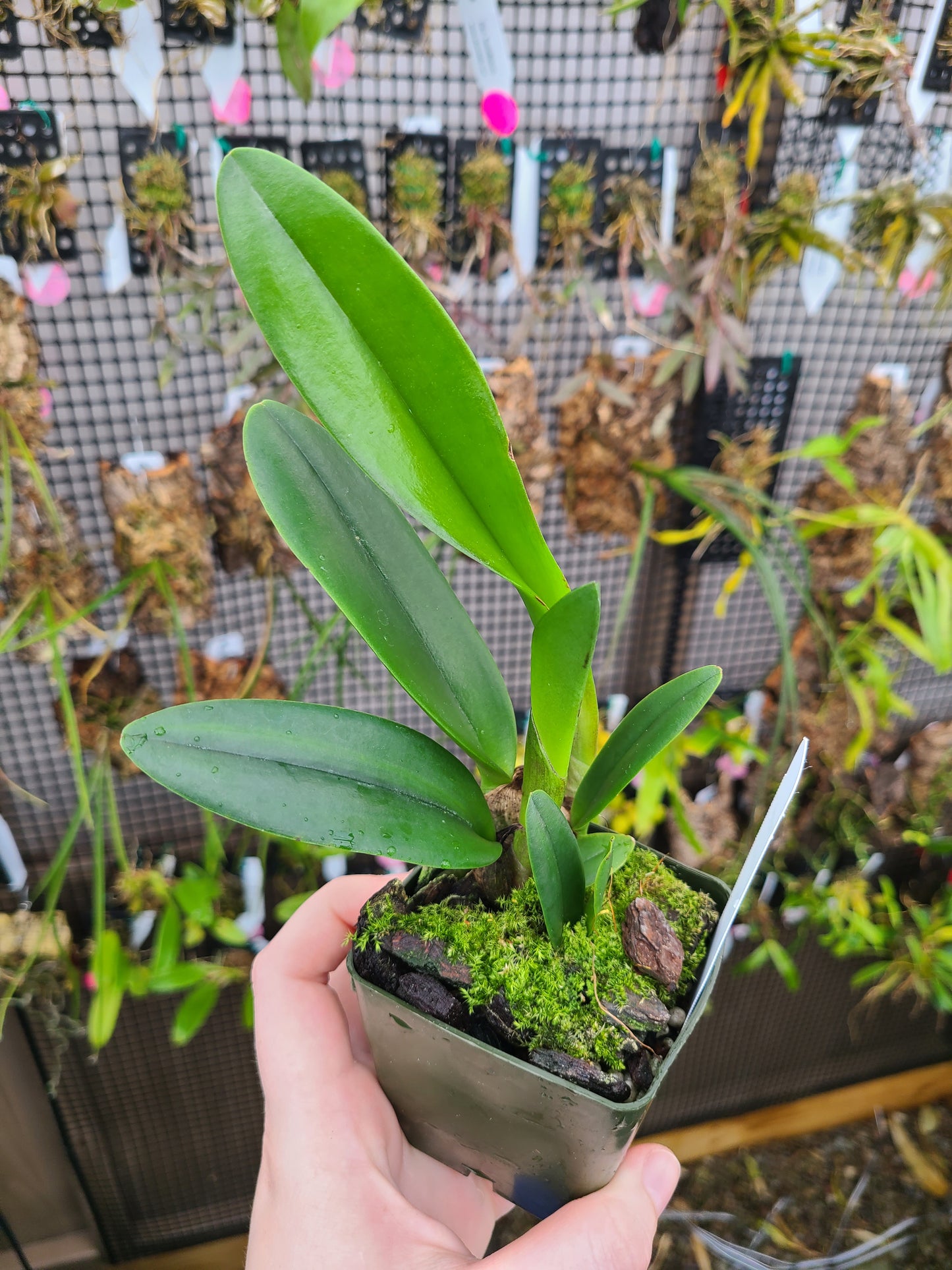 Rhyncholaeliocattleya Magic Meadow 'Napoleon'