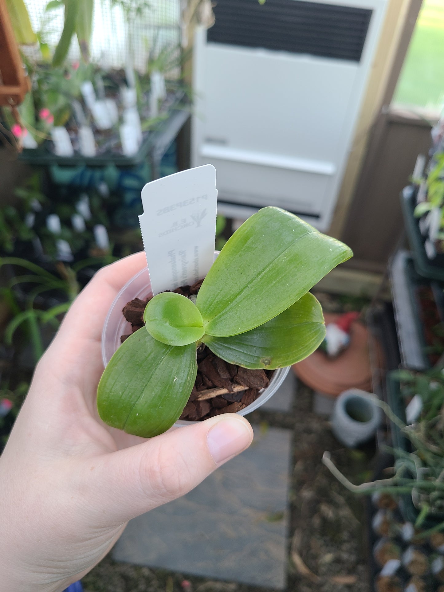Phalaenopsis bellina 'Raingreen's Pink'