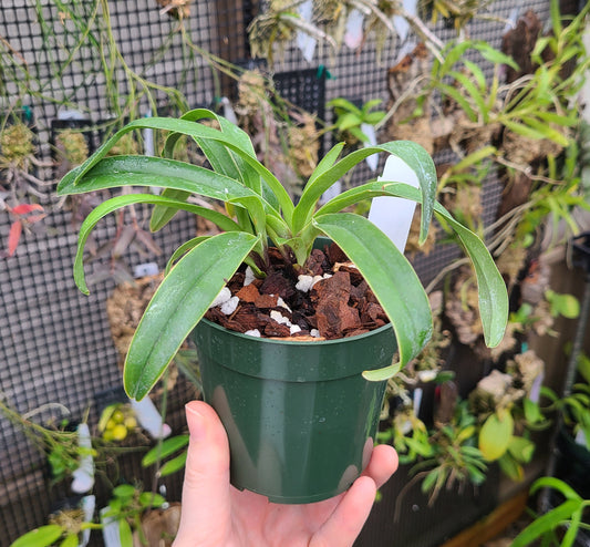 Paphiopedilum henryanum 'Horatio' x 'Wow'