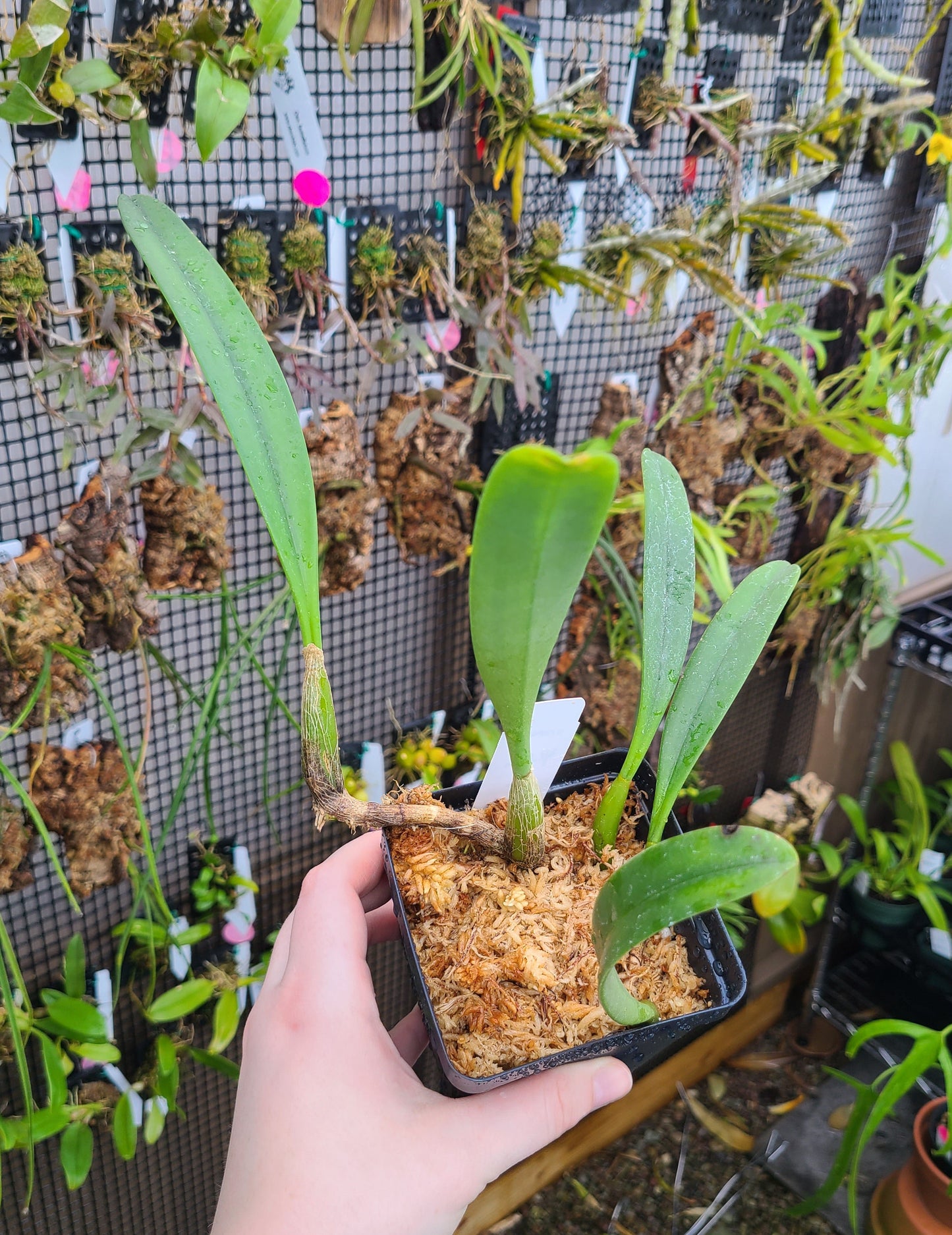 Bulbophyllum affine