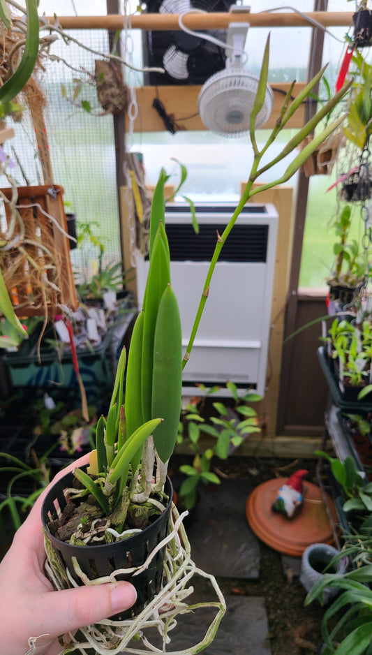 Brassavola nodosa 'Mas Mejor' x sib 'Remar'